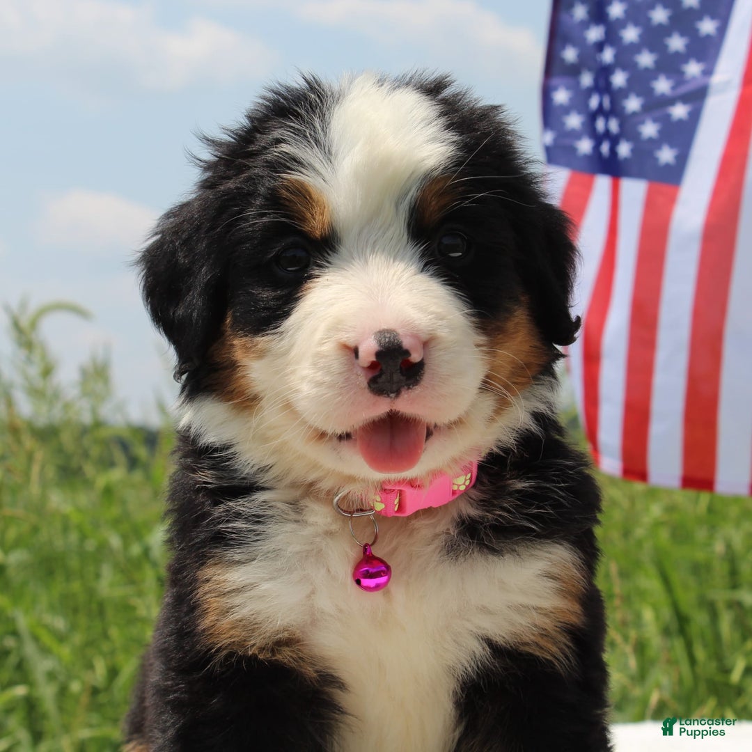 Bernese Mountain Dog dogs for sale: Wenna - Image 2