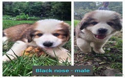 Bernese Mountain Dog dogs for sale: Black Nose - Image 1