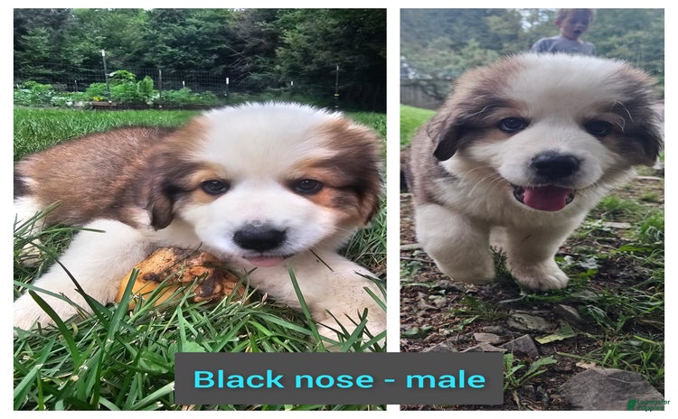 Bernese Mountain Dog dogs for sale - Ad 2