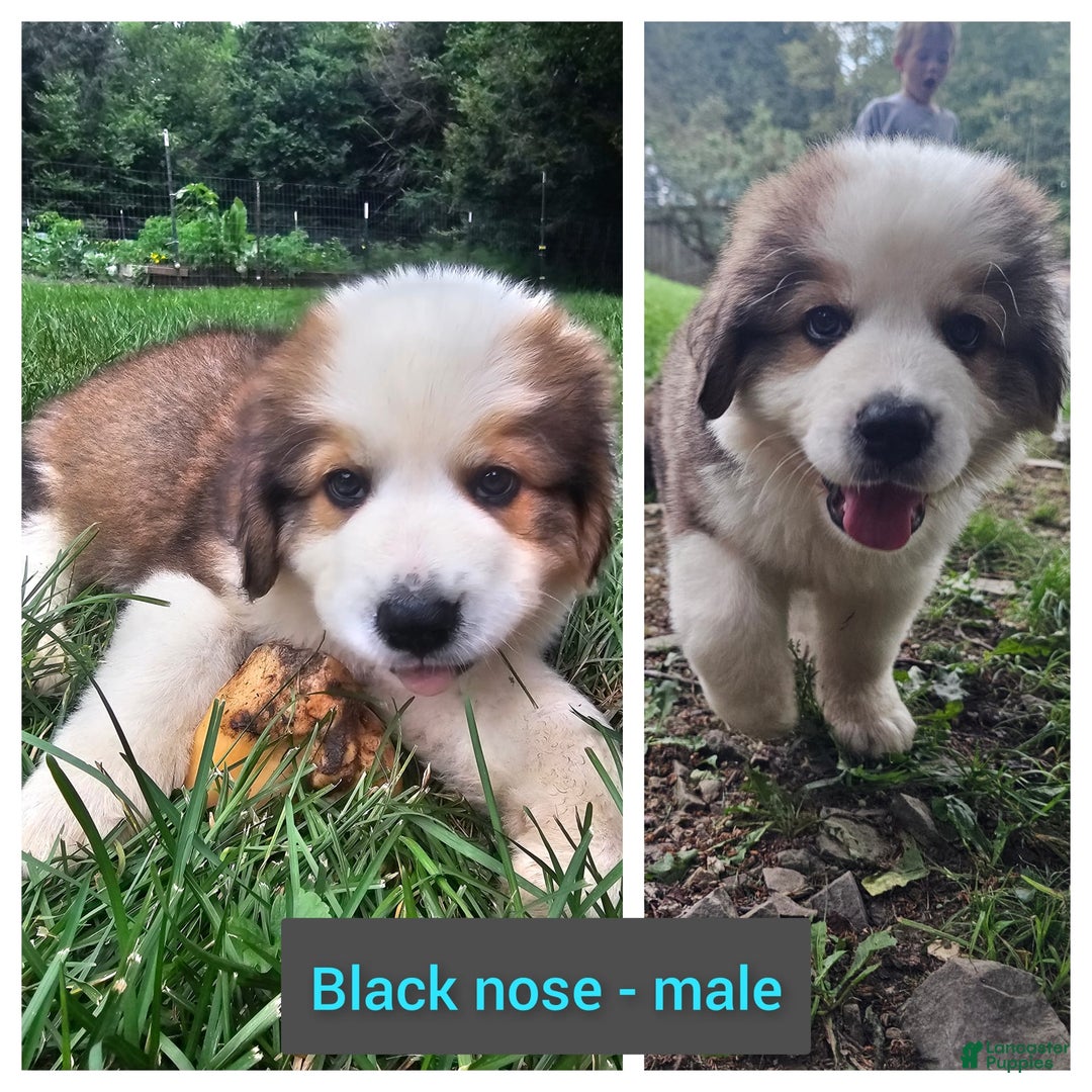 Bernese Mountain Dog dogs for sale: Black Nose - Image 1