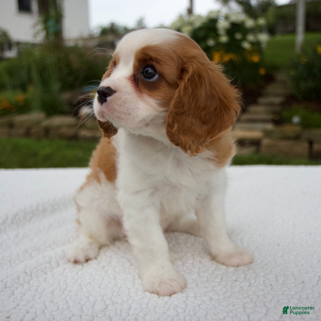 Cavalier King Charles Spaniel dogs for sale: Cavalier King Charles Spaniel 3 puppies - Image 18