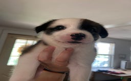 Australian Cattle Dog dogs for sale: Sparks - Image 4