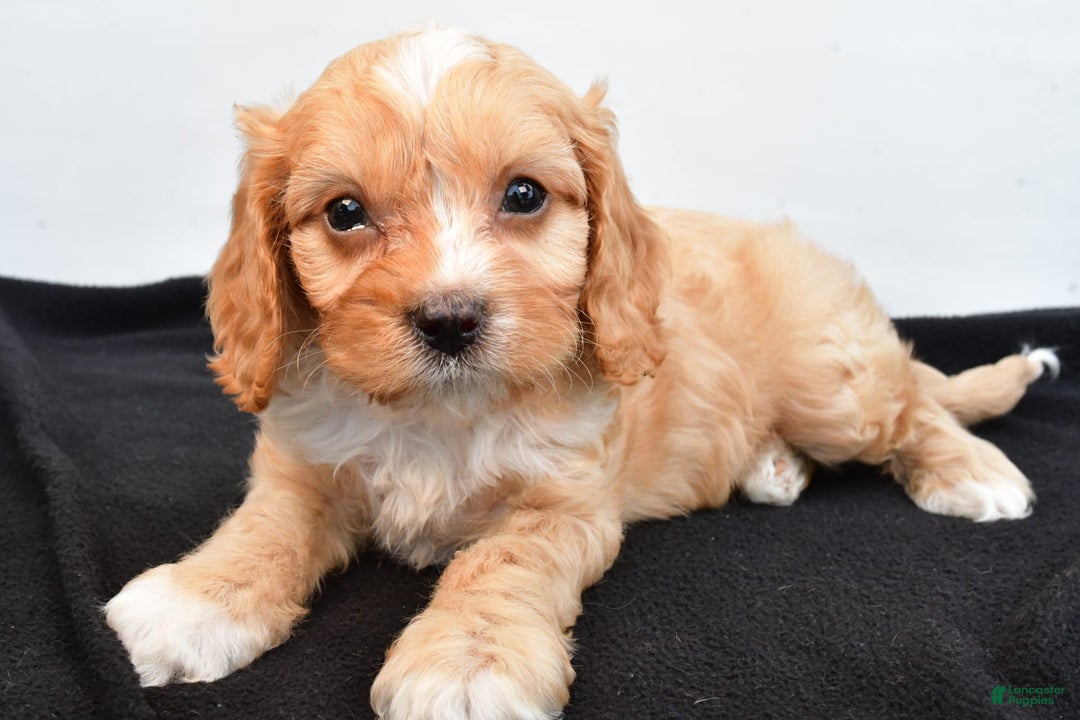 Cavapoo dogs for sale: Hershey - Image 2