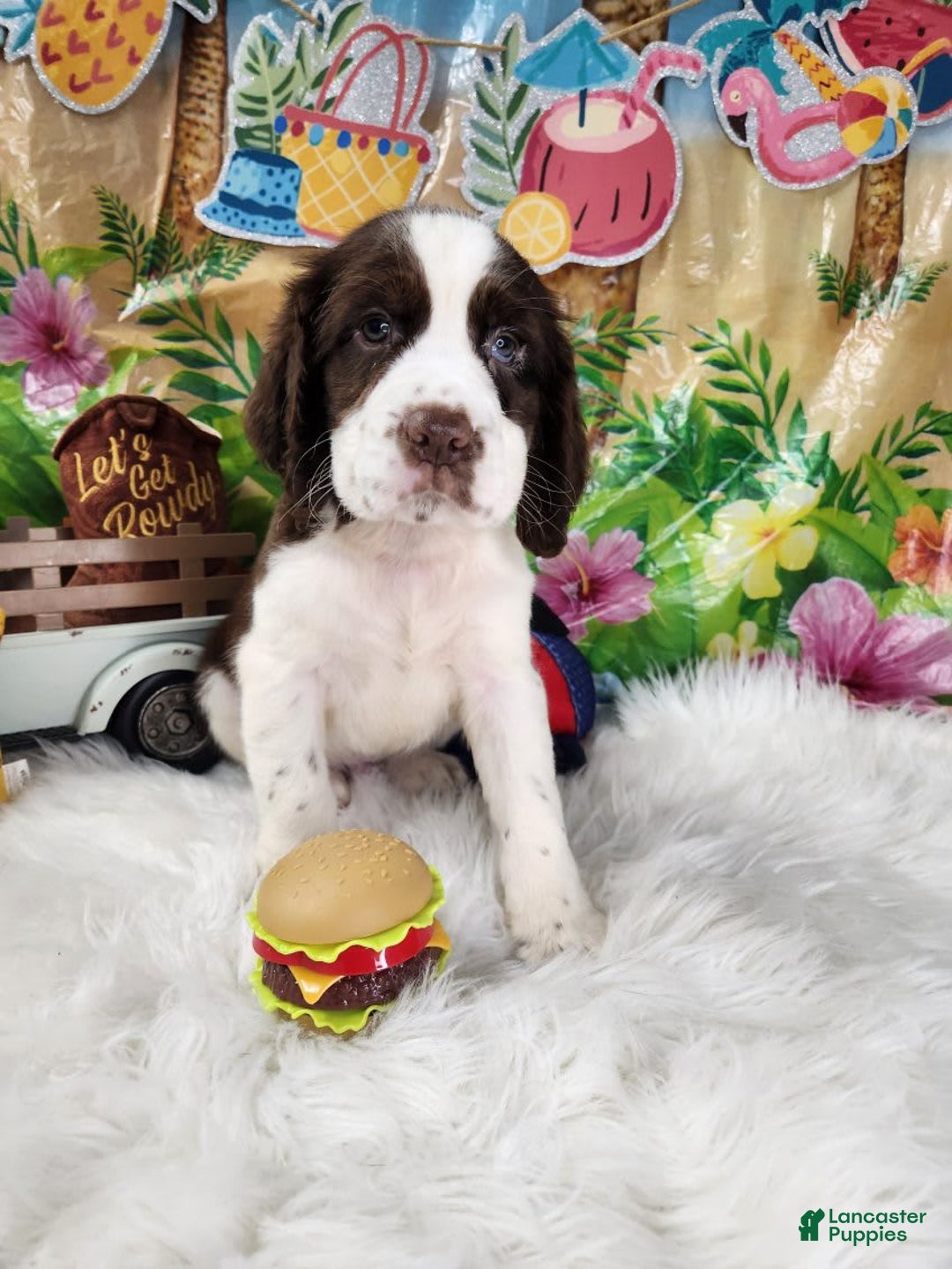 English Springer Spaniel dogs for sale: Mr Pibb - Image 3