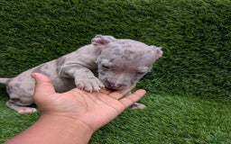 American Bully dogs for sale: Orange Girly - Image 3