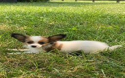Papillon dogs for sale: Rissa - Image 5