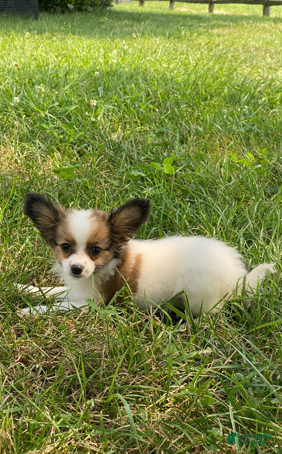 Papillon dogs for sale: Rissa - Image 5