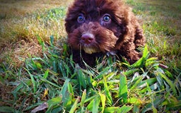 Havapoo dogs for sale: Jesse - Image 13