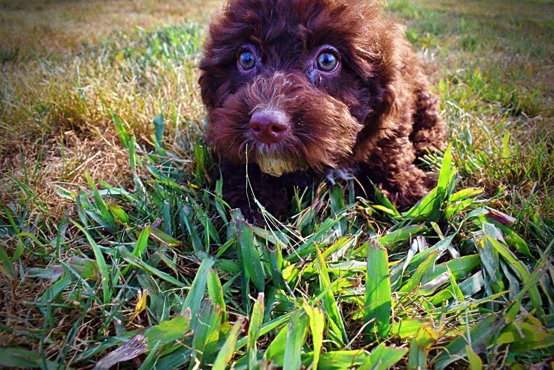 Havapoo dogs for sale: Jesse - Image 13