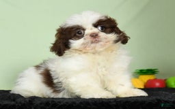Shih Tzu dogs for sale: Mickey - Image 2