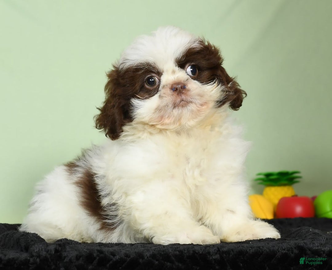 Shih Tzu dogs for sale: Mickey - Image 2