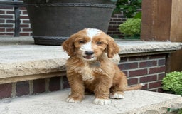 Goldendoodle dogs for sale: Abby - Image 2