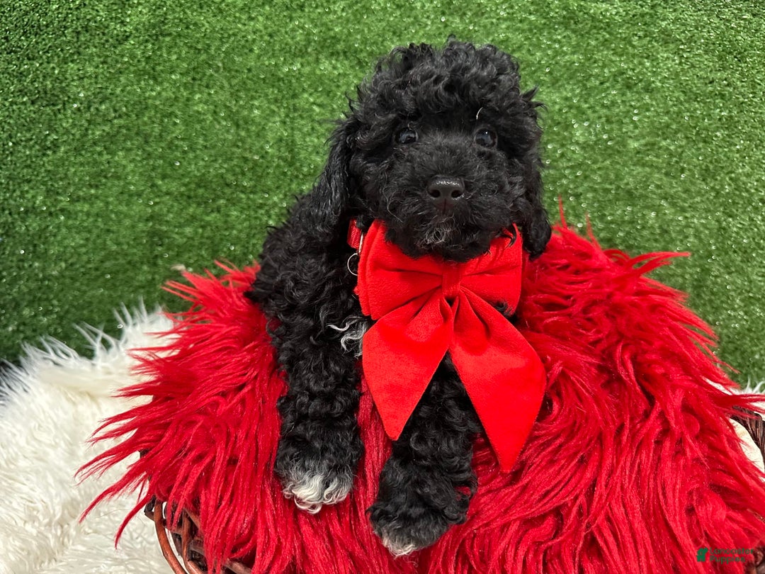 Toy Poodle dogs for sale: Louis - Image 1