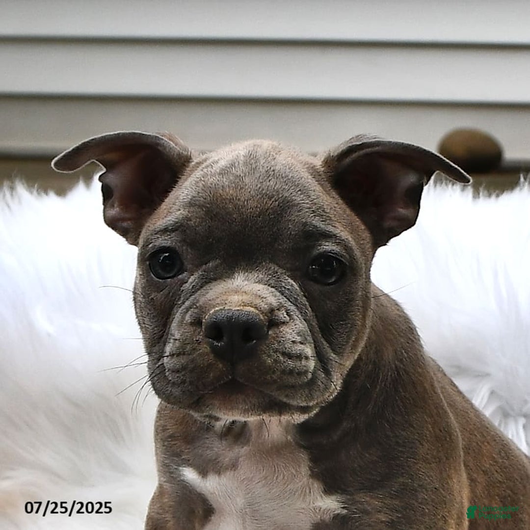 Frenchton dogs for sale: Gus - Image 9