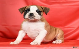 Beabull dogs for sale: Kenton - Image 8