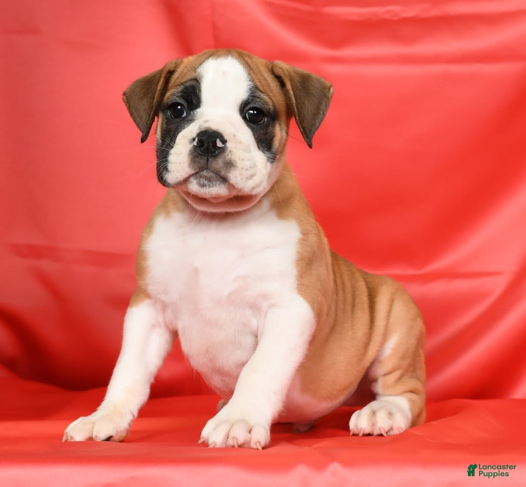 Beabull dogs for sale: Kenton - Image 8
