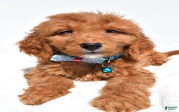Mini Goldendoodle dogs for sale: Tom - Image 4