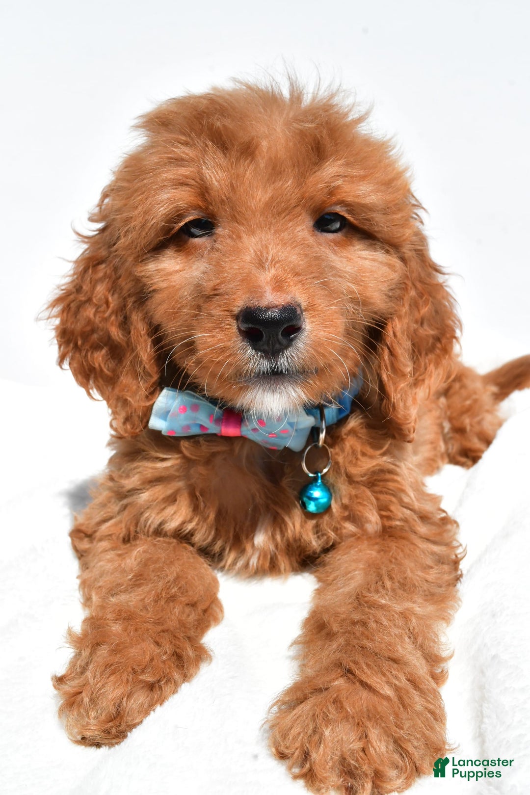 Mini Goldendoodle dogs for sale: Tom - Image 4