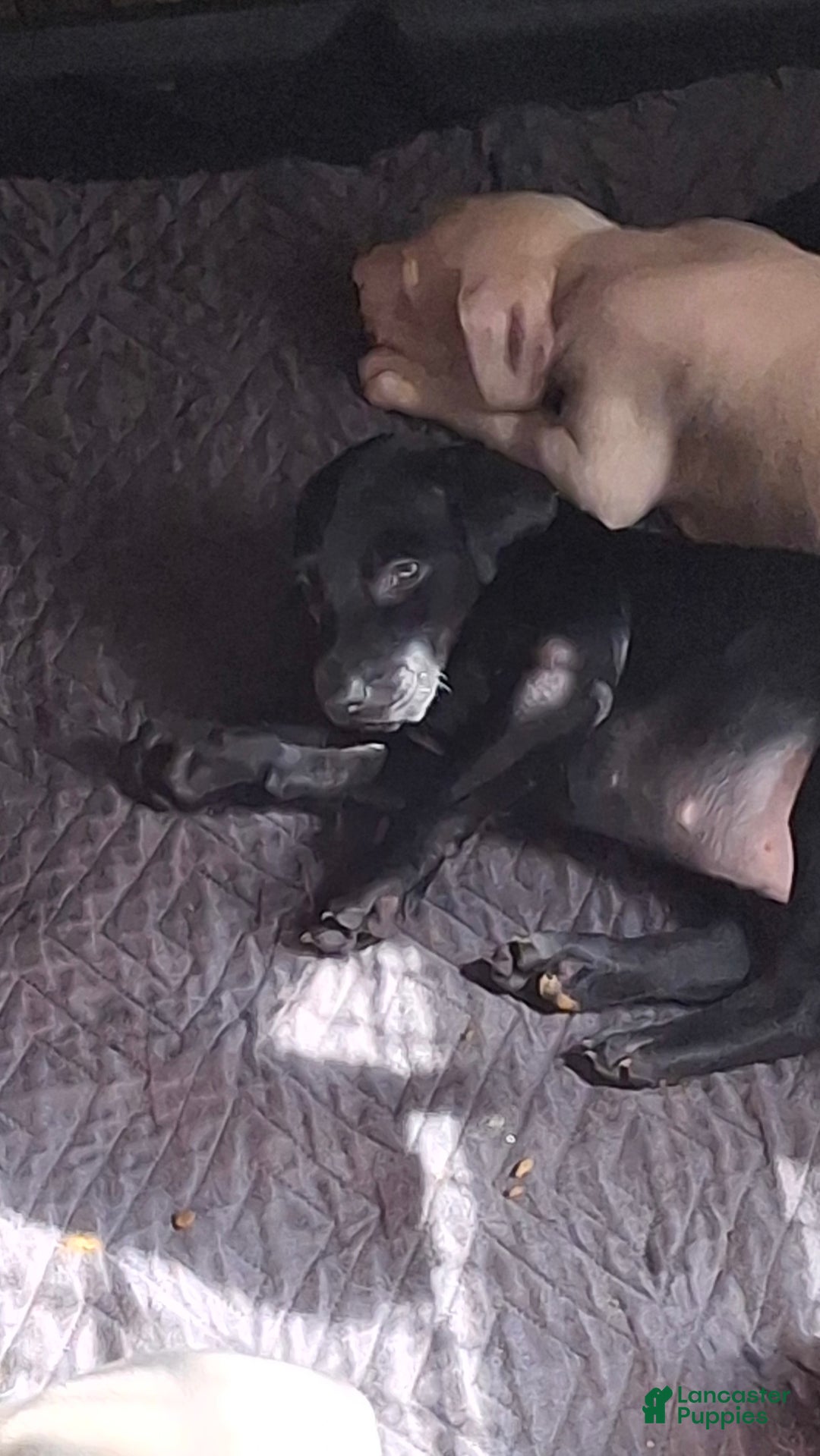 Doberman Pinscher dogs for sale: Ebony - Image 1