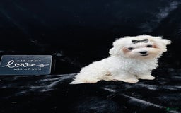 Maltese dogs for sale: Emmas Girl - Image 6