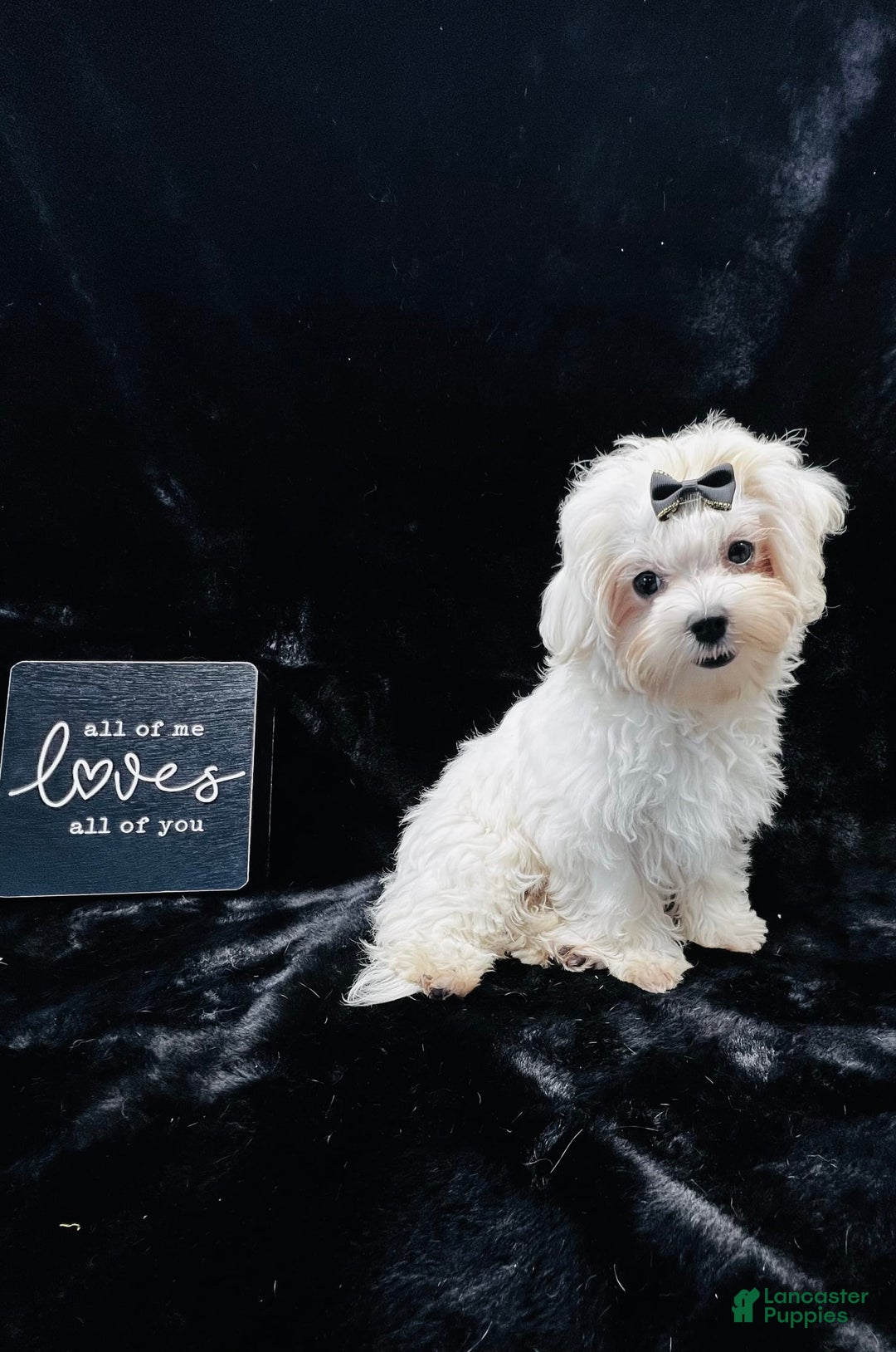 Maltese dogs for sale: Emmas Girl - Image 6