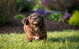 Goldendoodle dogs for sale: Janet - Image 6