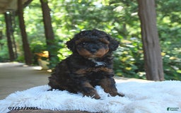 Miniature Poodle dogs for sale: Lucky - Image 2