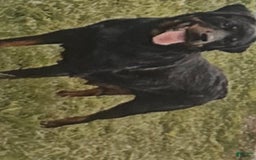 Rottweiler dogs for sale: Lylah - Image 7
