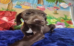 German Shorthaired Pointer dogs for sale: Novak - Image 2