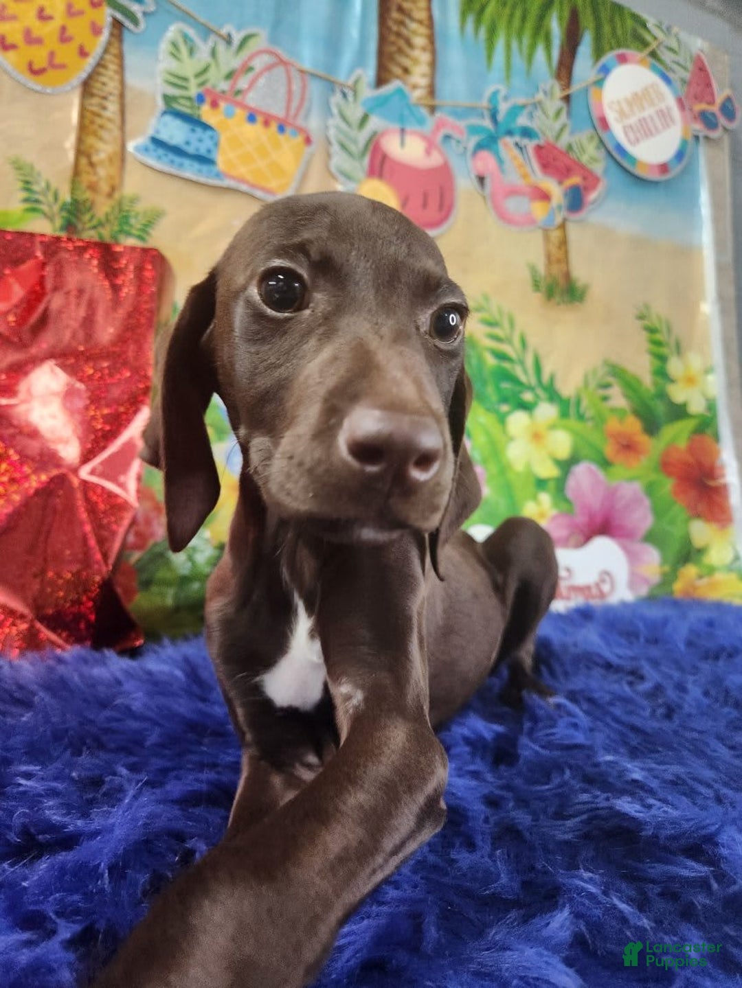German Shorthaired Pointer dogs for sale: Novak - Image 2