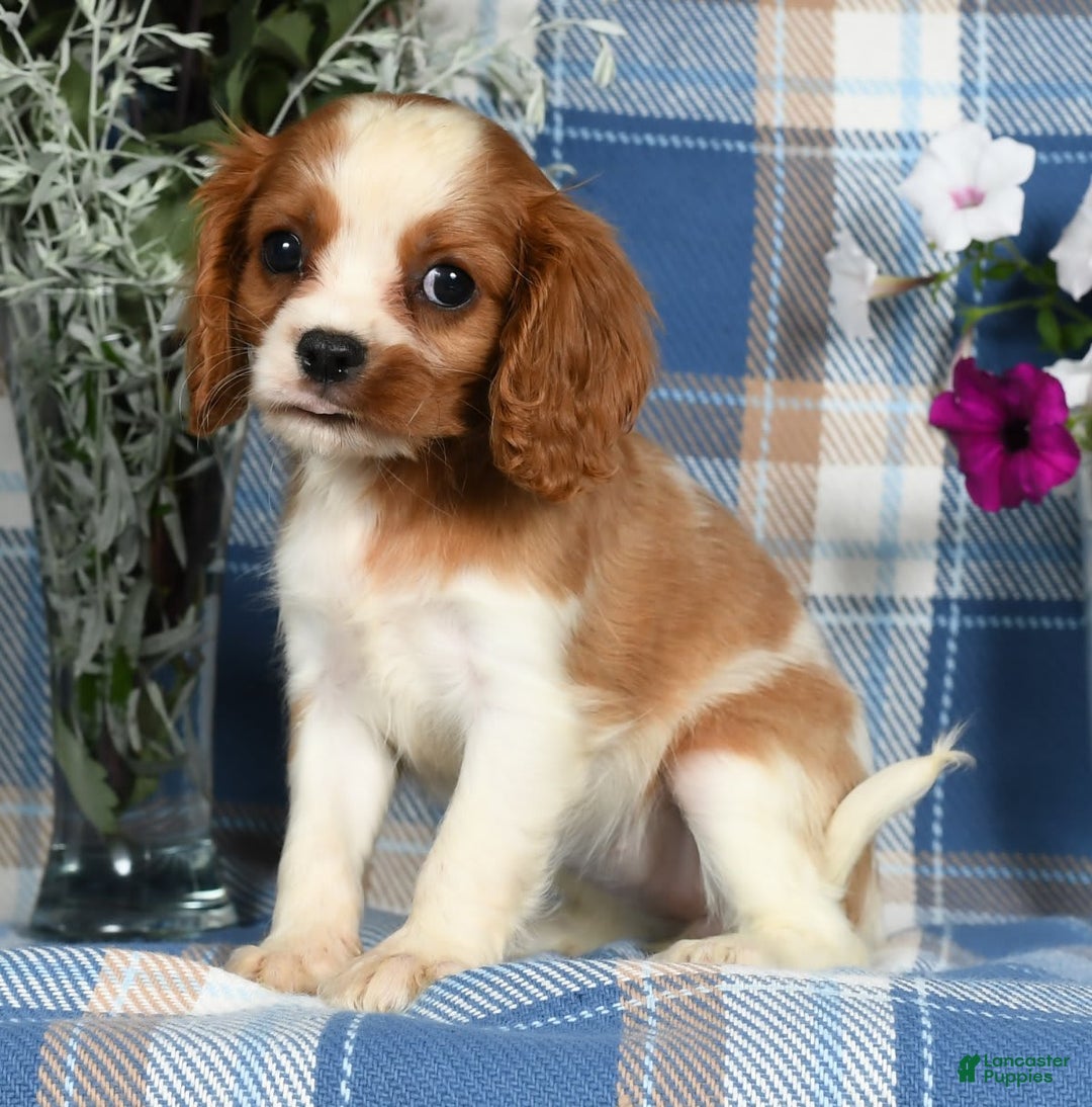 Cavalier King Charles Spaniel dogs for sale: Anna - Image 5