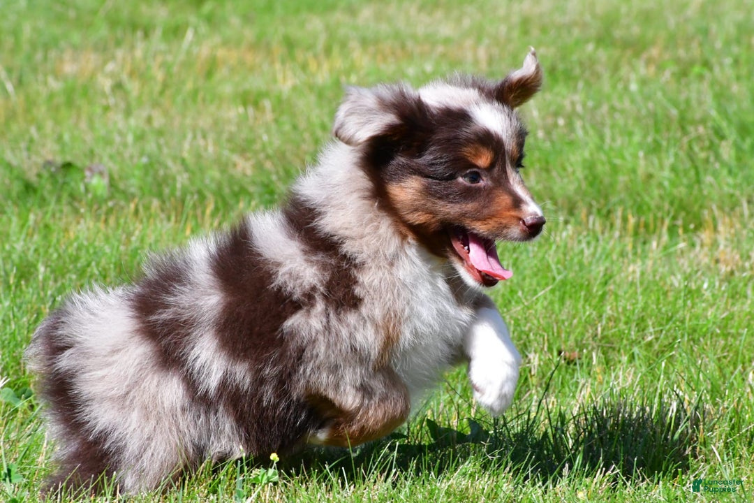 Miniature Australian Shepherd dogs for sale: Neal - Image 8