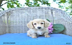 Miniature Dachshund dogs for sale: Milo - Image 1