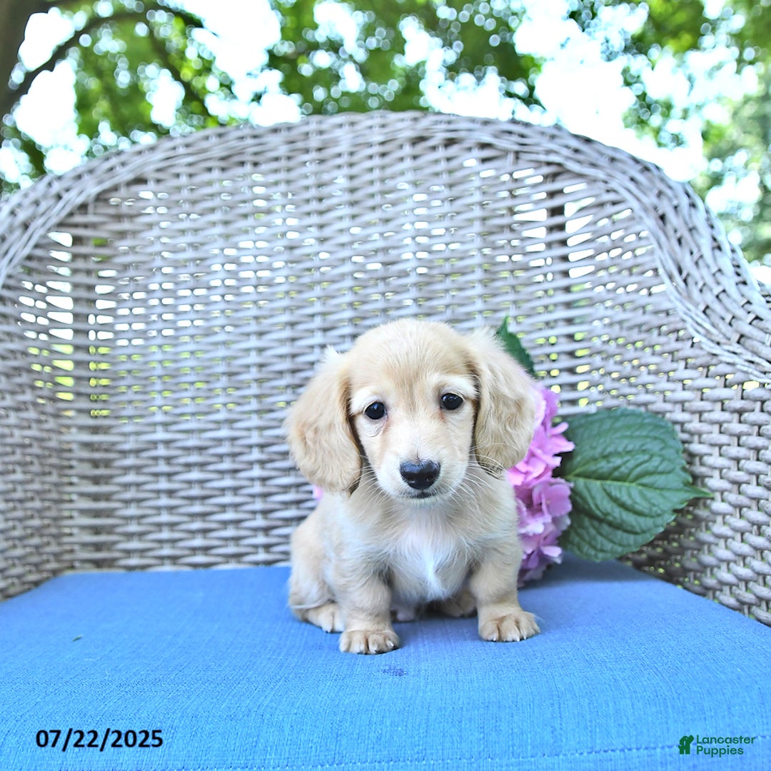 Miniature Dachshund dogs for sale: Milo - Image 1
