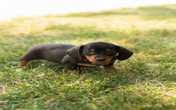 Miniature Dachshund dogs for sale: Maggie - Image 8