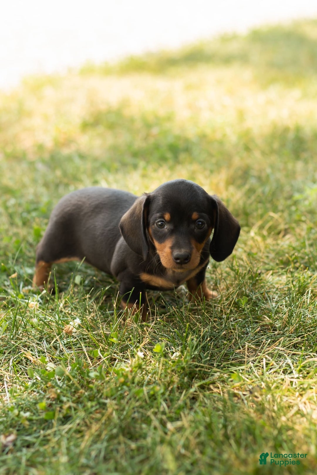 Miniature Dachshund dogs for sale: Maggie - Image 8