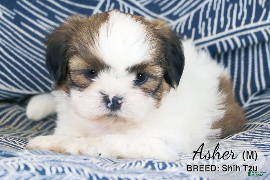 Shih Tzu dogs for sale: Asher - Image 2