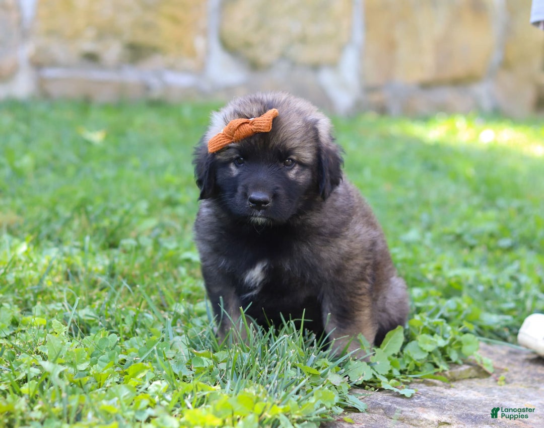 Newfoundland dogs for sale: Anya - Image 5