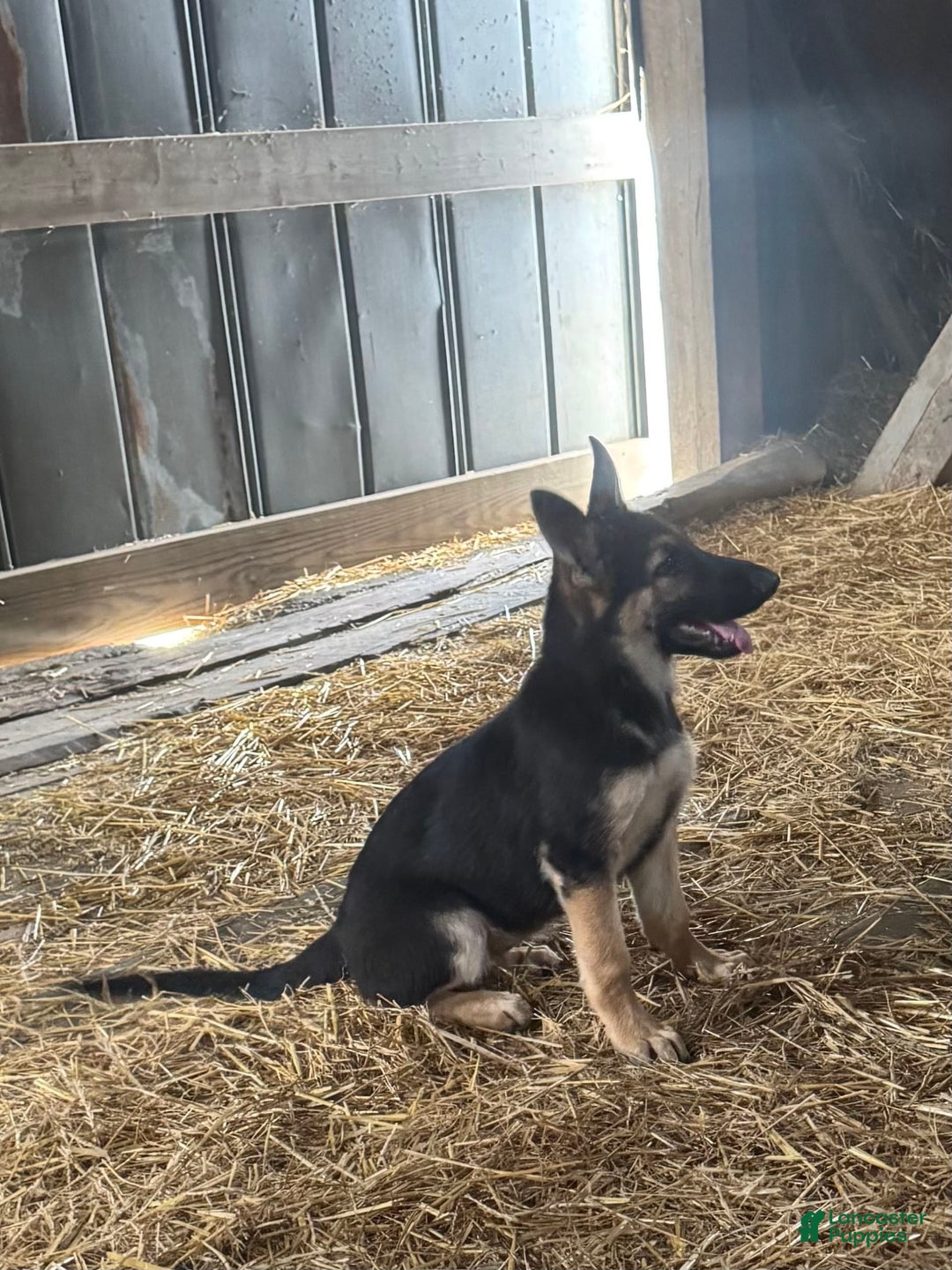 German Shepherd dogs for sale: Daisy - Image 1