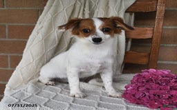 Havanese dogs for sale: Bessy - Image 15