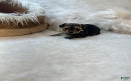 Morkie dogs for sale: Tiny Tim - Image 5
