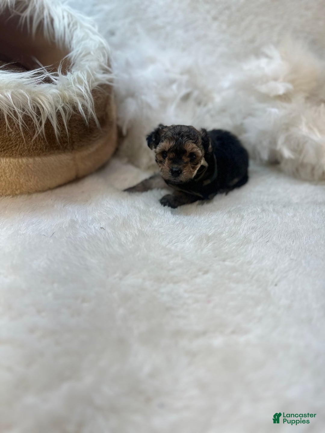 Morkie dogs for sale: Tiny Tim - Image 5