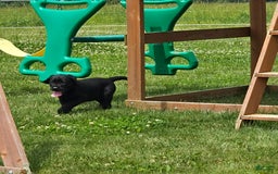 Labrador Retriever dogs for sale: Chuck - Image 3