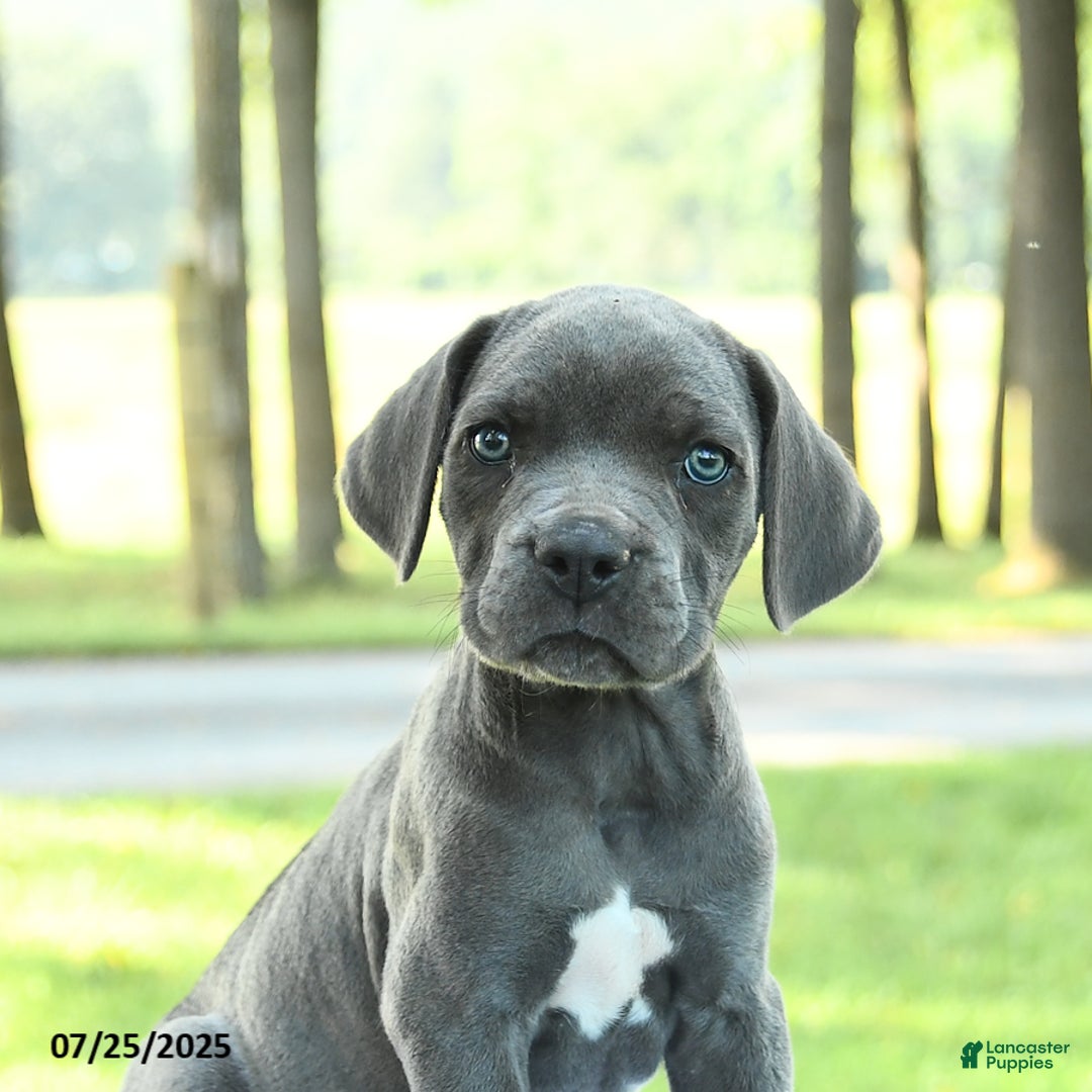 Cane Corso dogs for sale: Dexter - Image 1