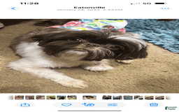 Shih Tzu dogs for sale: Wendy - Image 5