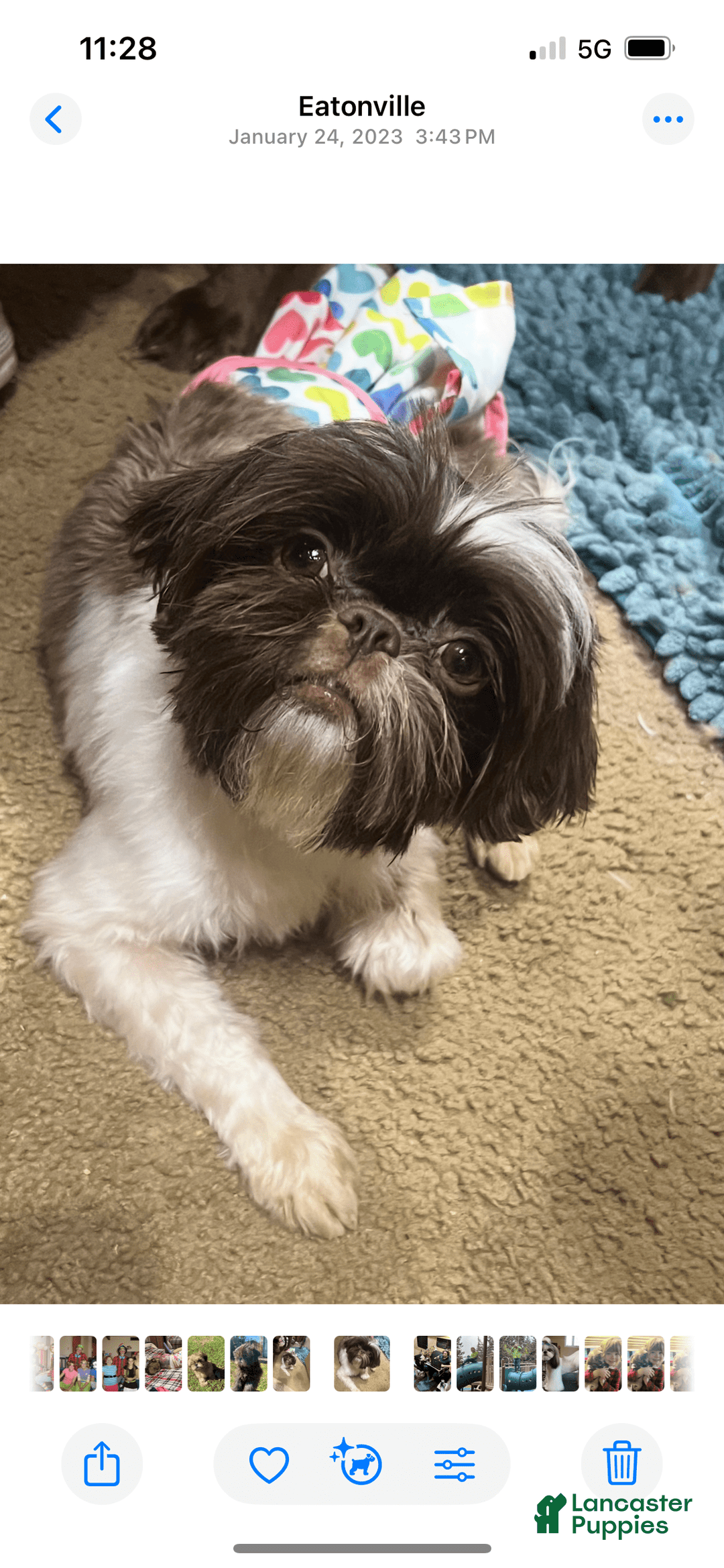 Shih Tzu dogs for sale: Wendy - Image 5