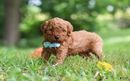 Goldendoodle dogs for sale: Herbie - Image 1