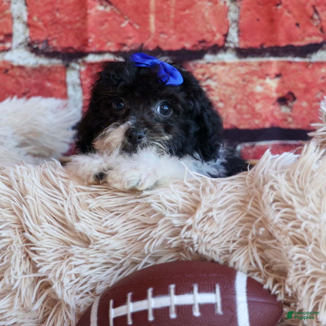 Bichpoo dogs for sale: Barney - Image 16