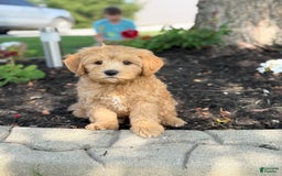 Cavapoo dogs for sale: Harvey - Image 1