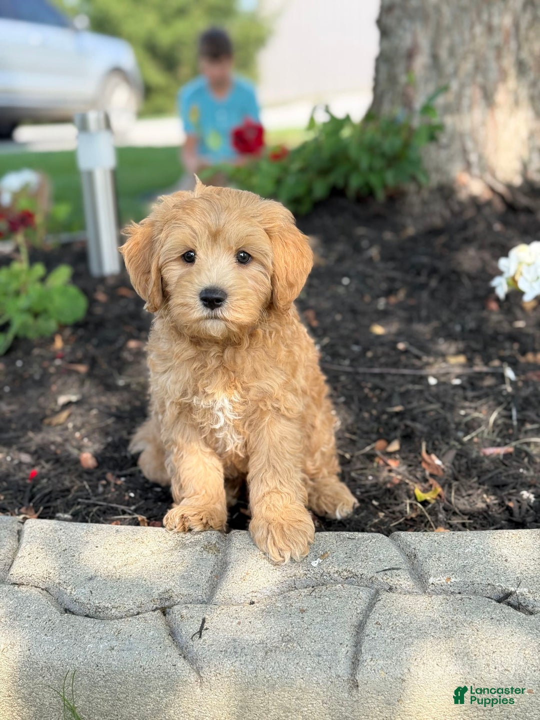 Cavapoo dogs for sale: Harvey - Image 1